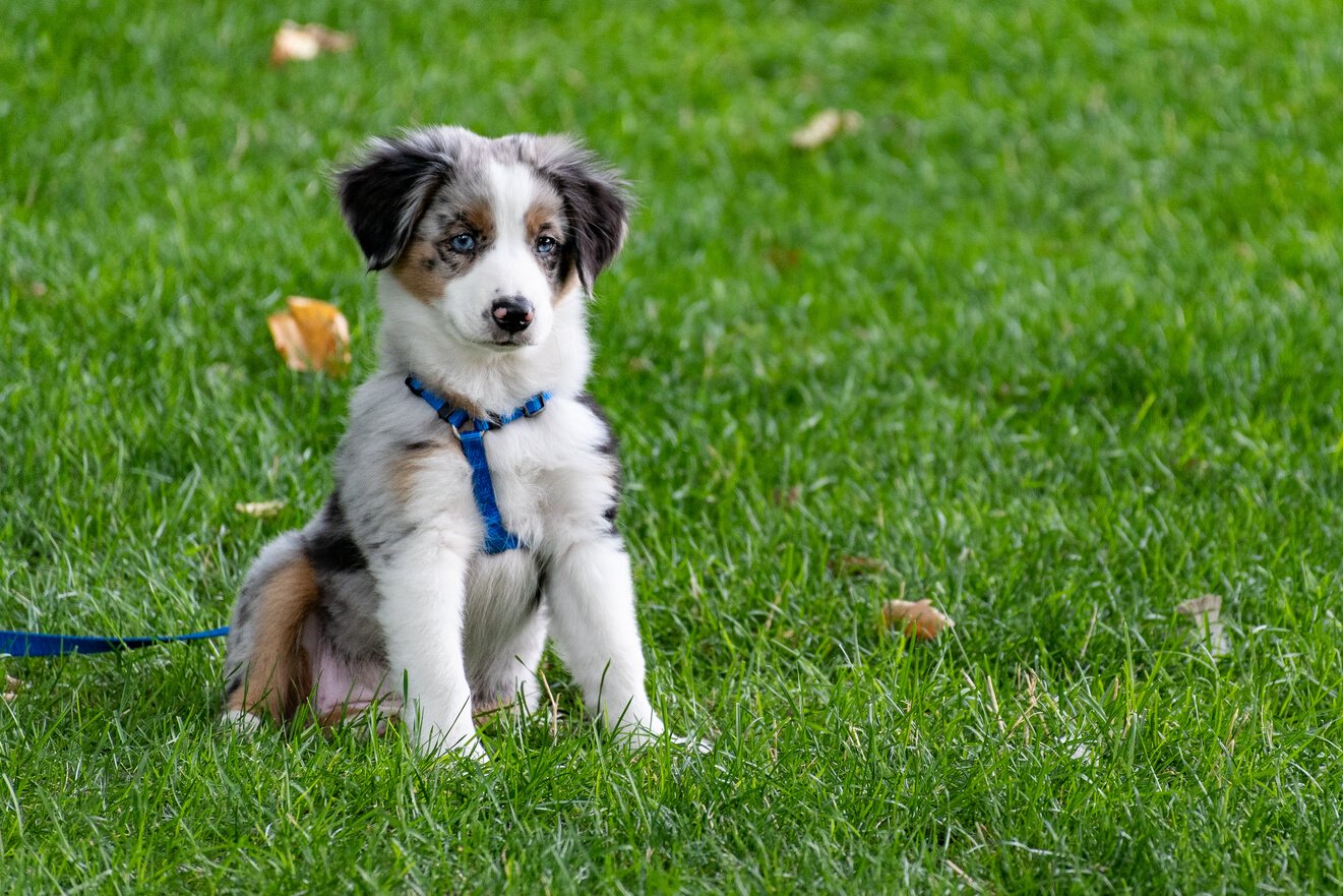 Puppy On Grass Field