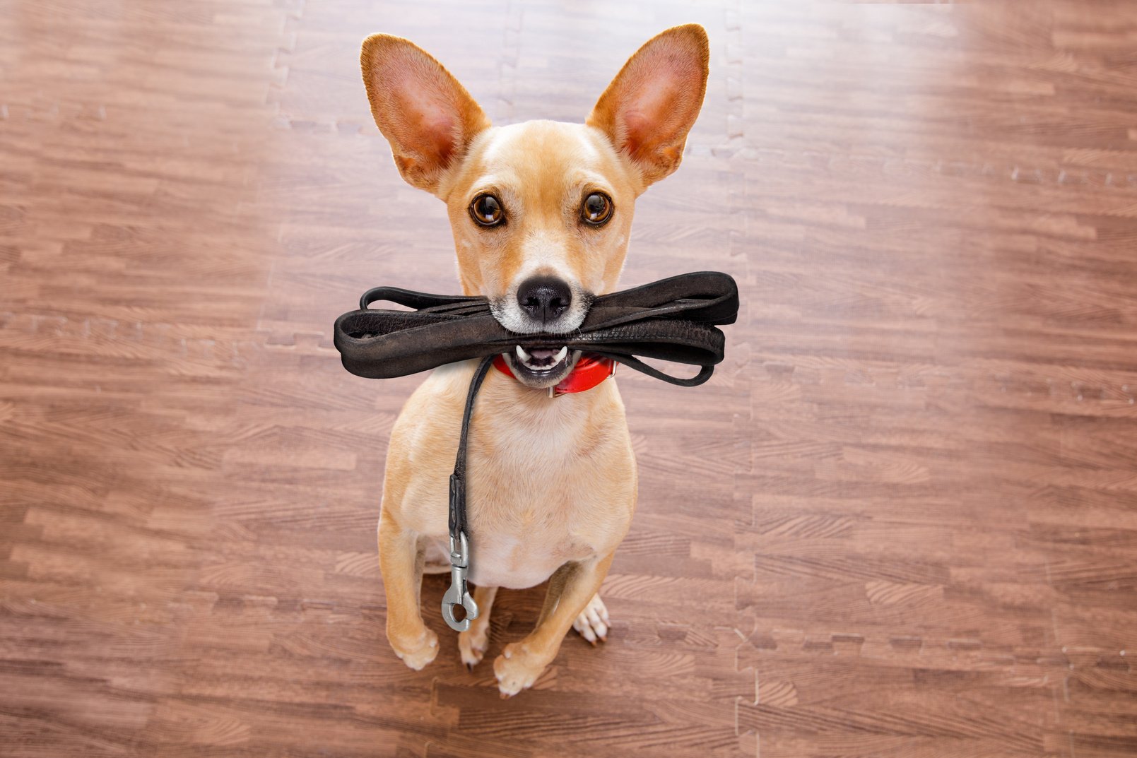 Dog with Leash Waits for a Walk