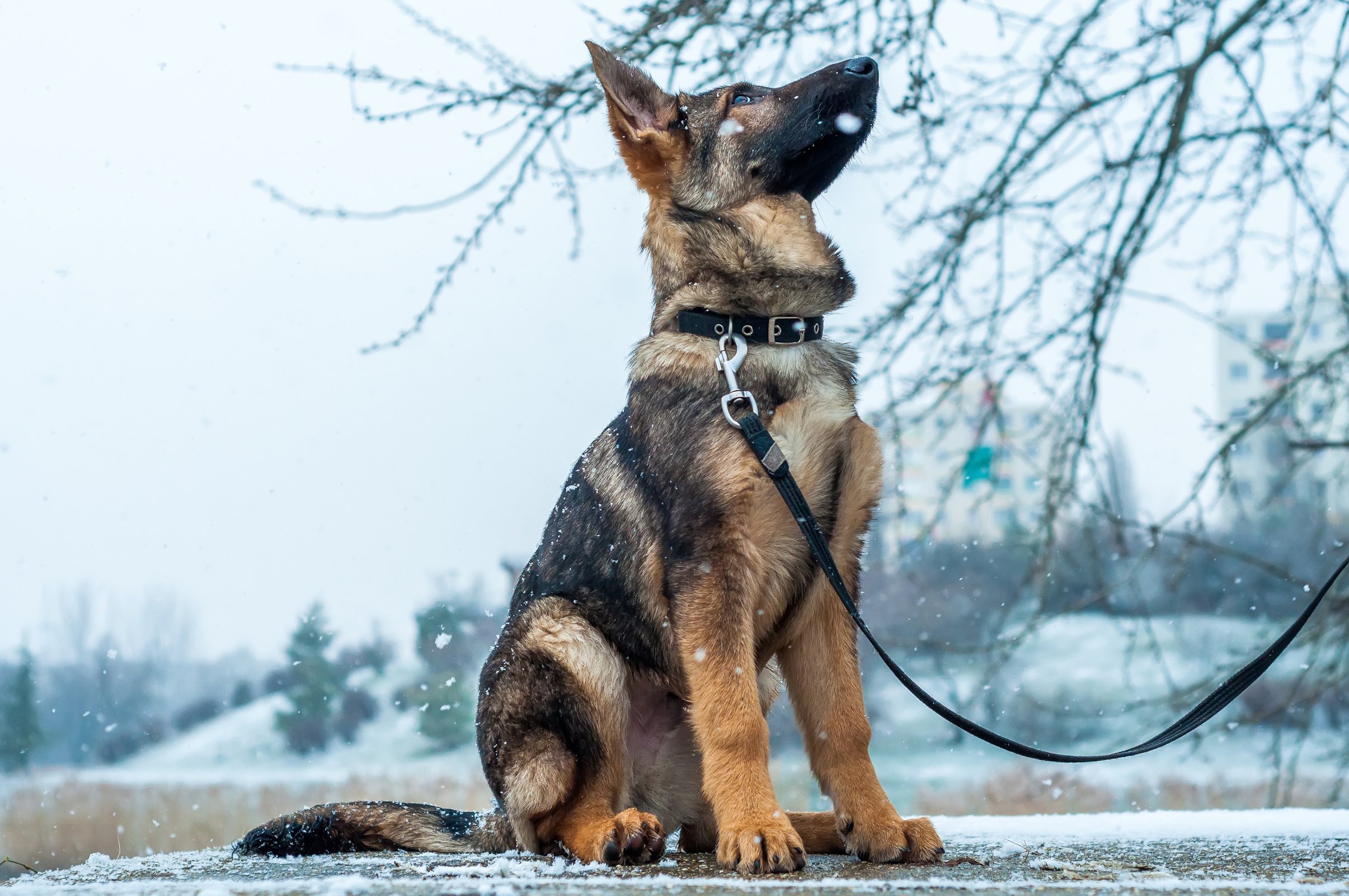 German shepherd puppy on a leash at winter