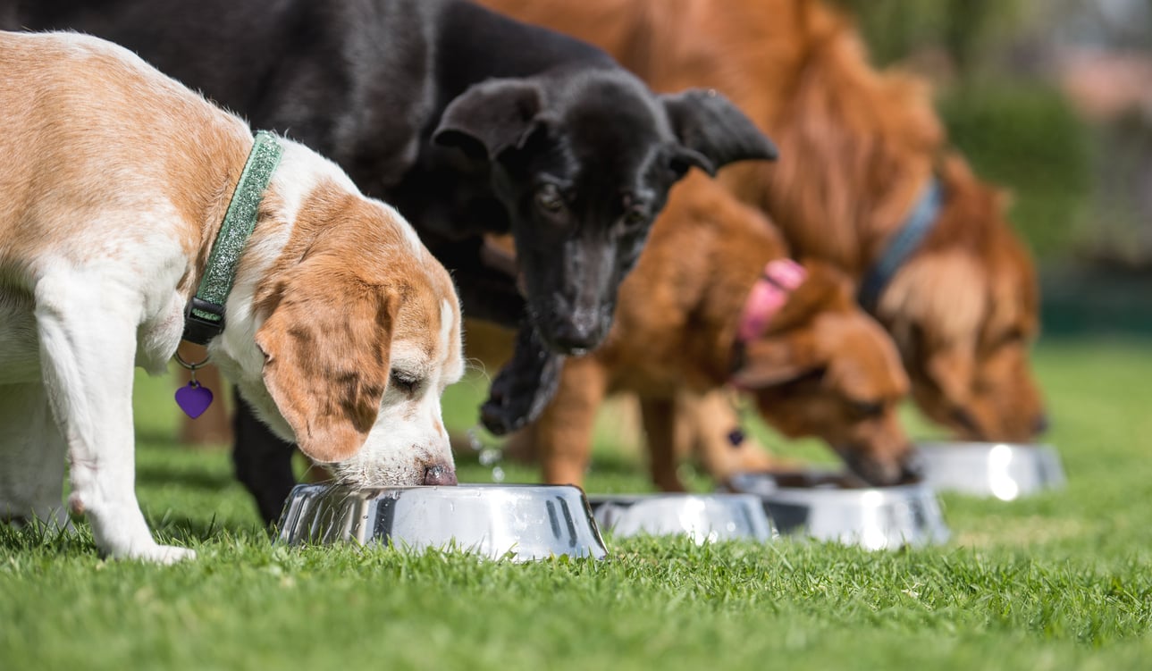 Beautiful dogs eating