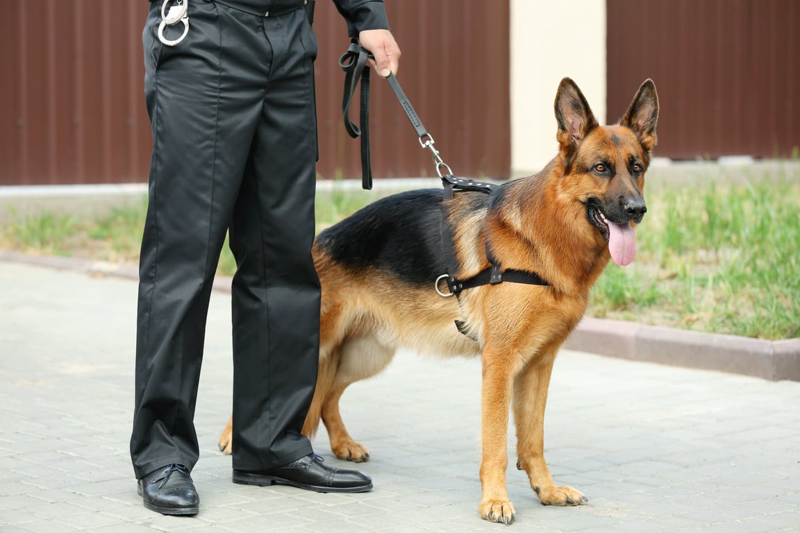 Security Guard with Dog